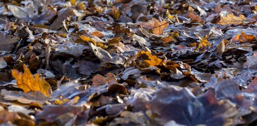 bioodpady wydzielone ze strumienia odpadów resztkowych